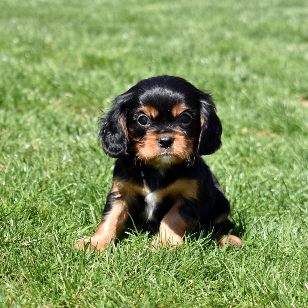 black and tan cavalier king charles for sale near me