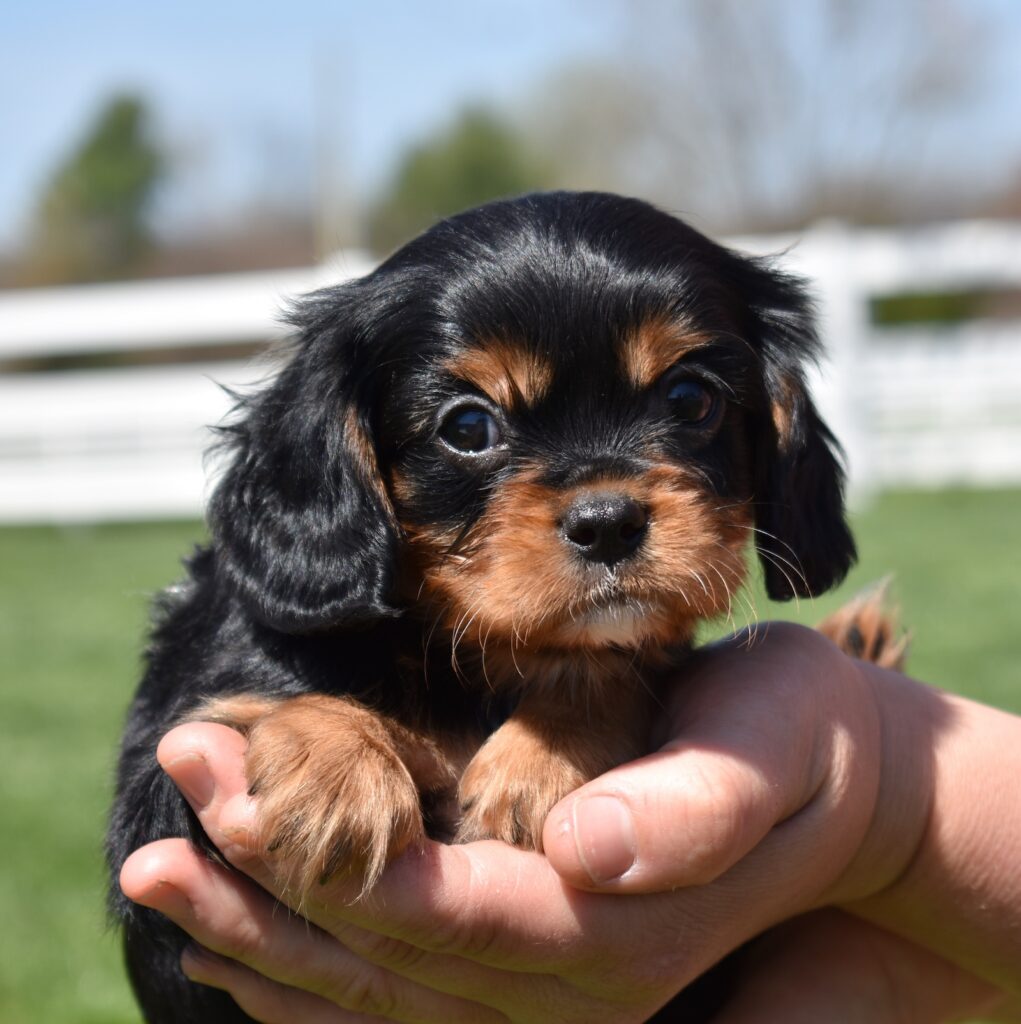 black and tan cavalier king charles for sale pa