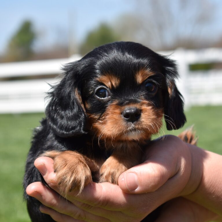 black and tan cavalier king charles for sale pa