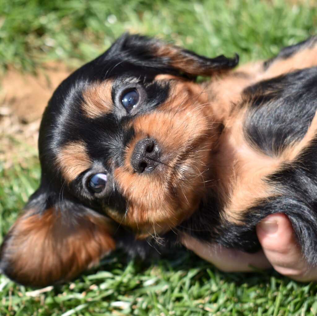 cavalier black and tan