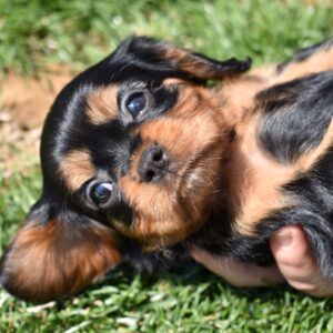 cavalier black and tan