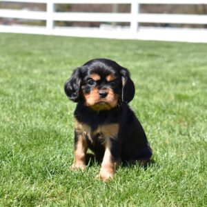 cavalier black and tan lancaster pa