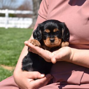 cavalier black and tan near me