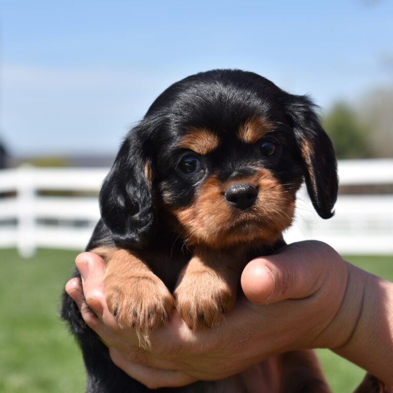 cavalier black and tan near me for sale