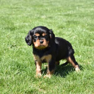cavalier black and tan puppies