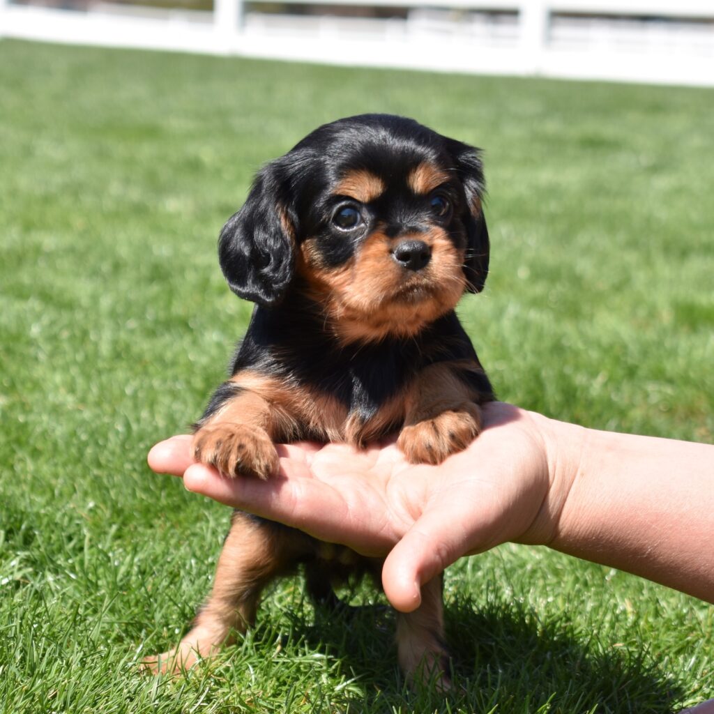 cavalier black and tan puppies for sale