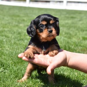 cavalier black and tan puppies for sale