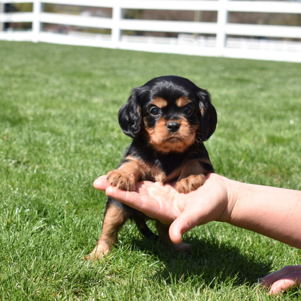 cavalier black and tan puppy