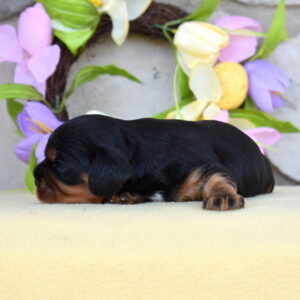 cavalier charles puppy