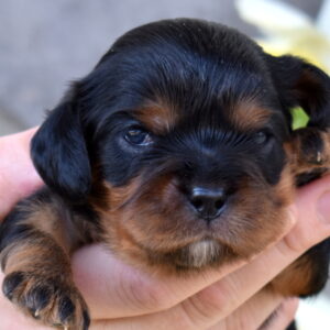 cavalier charles puppy for sale