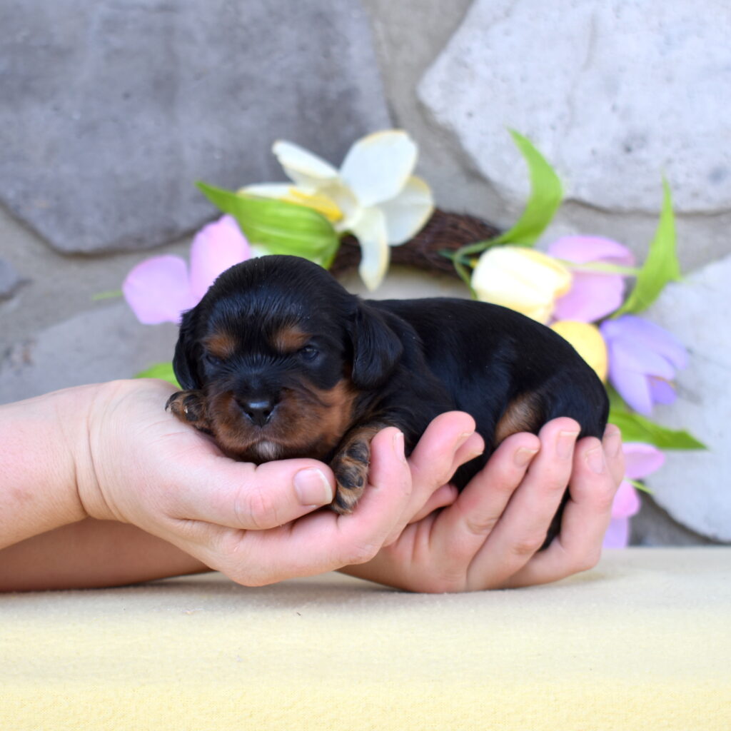 cavalier charles puppy for sale near me