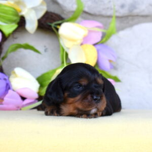 cavalier charles puppy near me