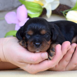 cavalier charles puppy