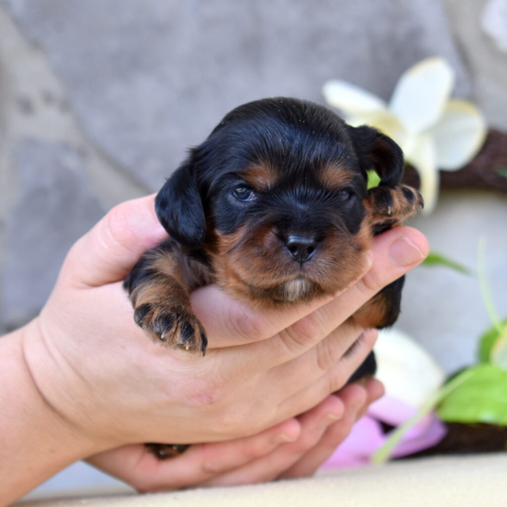cavalier charles puppy villa crest puppies