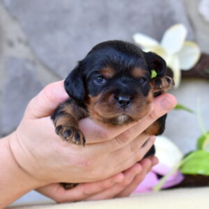 cavalier charles puppy villa crest puppies