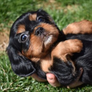 cavalier king charles black and tan