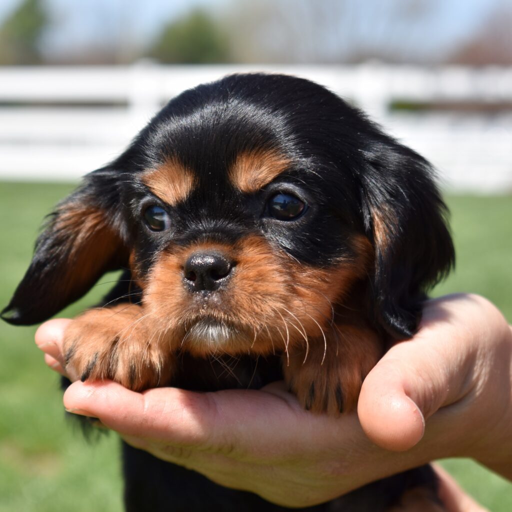 cavalier king charles black and tan lancaster pa