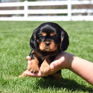 cavalier king charles black and tan puppies