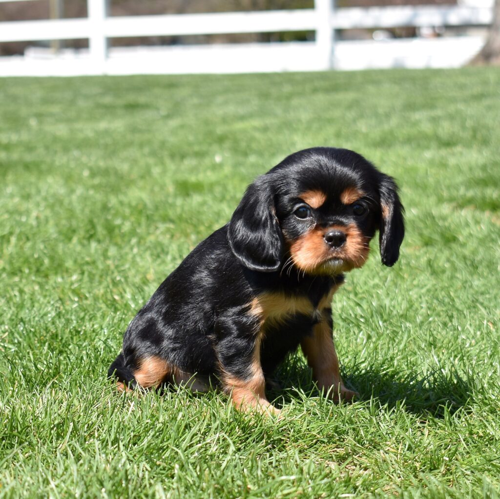 cavalier king charles black and tan puppies for sale