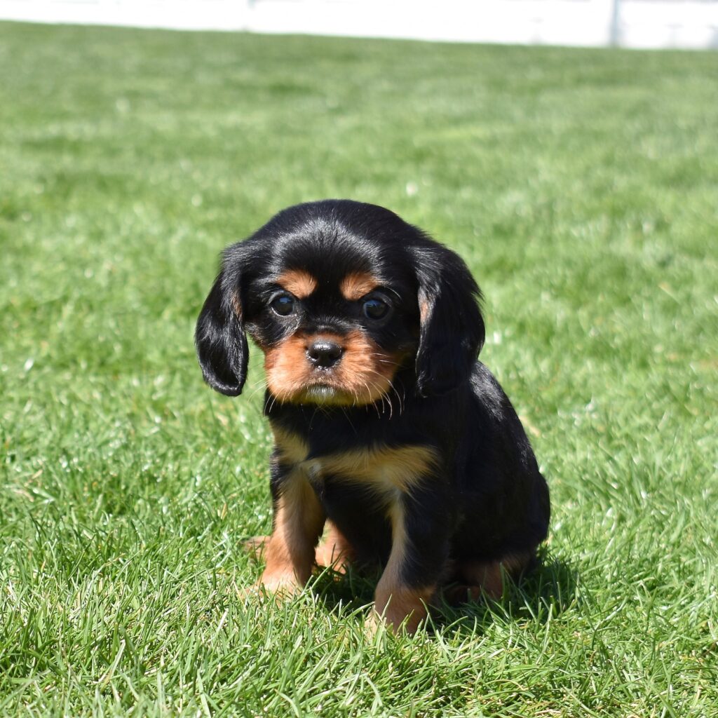 cavalier king charles black and tan puppy