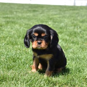 cavalier king charles black and tan puppy