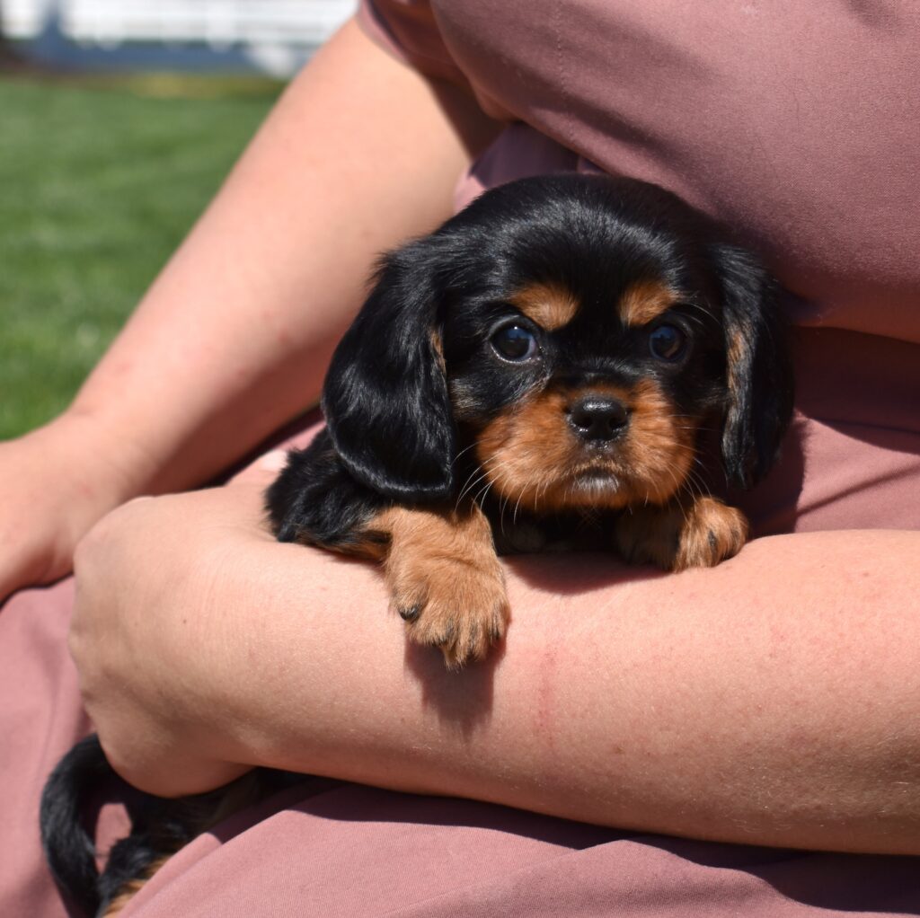 cavalier king charles black and tan puppy near me