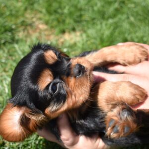 cavalier king charles spaniel black and tan
