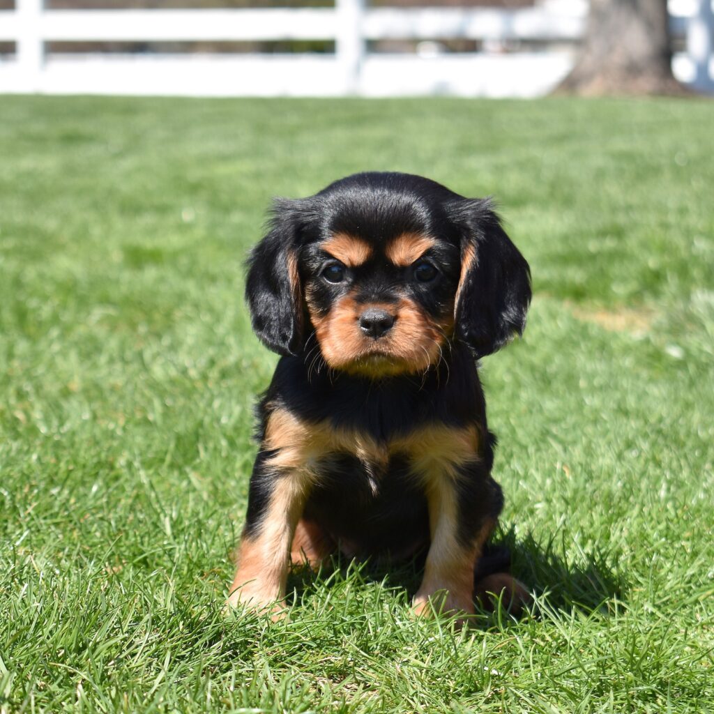 cavalier king charles spaniel black and tan lancaster pa