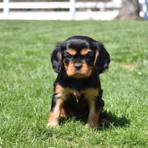 cavalier king charles spaniel black and tan lancaster pa