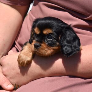 cavalier king charles spaniel black and tan near me