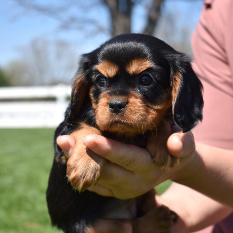 cavalier king charles spaniel black and tan near me for sale