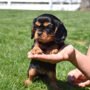cavalier king charles spaniel black and tan pa