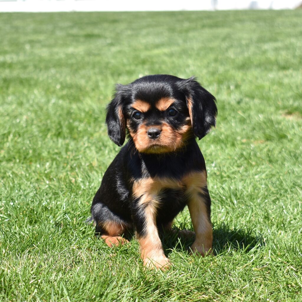cavalier king charles spaniel black and tan puppies