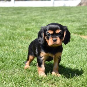 cavalier king charles spaniel black and tan puppy