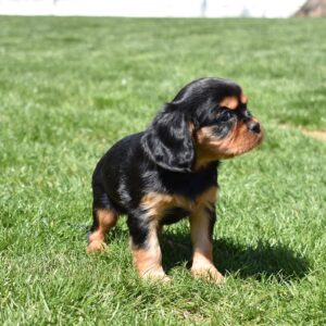 cavalier king charles spaniel black and tan puppy for sale