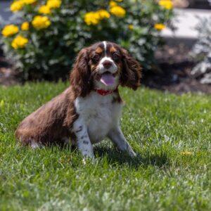 chocolate cavalier