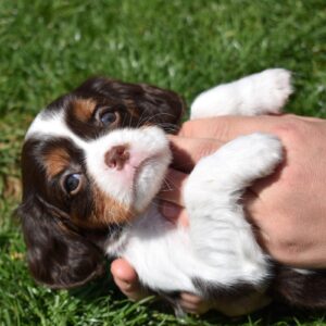 chocolate cavalier