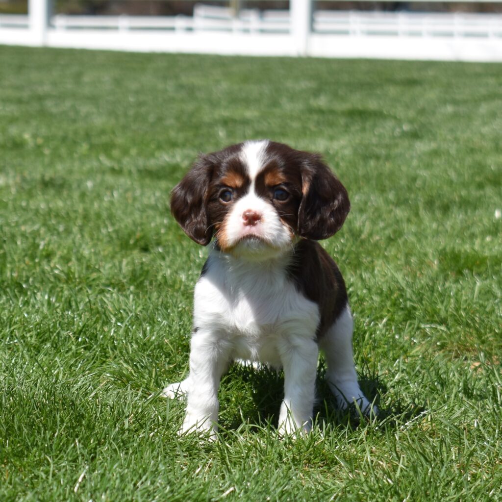 chocolate cavalier breeder