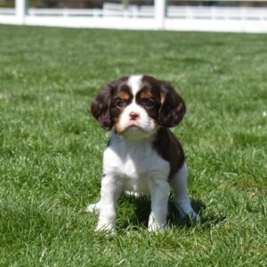 chocolate cavalier breeder