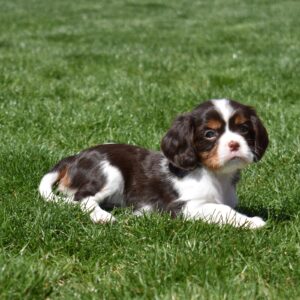 chocolate cavalier breeders
