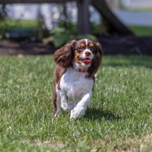 chocolate cavalier for sale