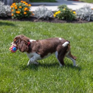 chocolate cavalier for sale near me pa