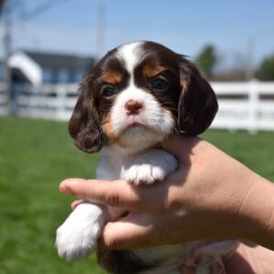 chocolate cavalier pa