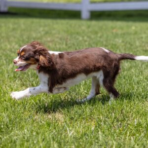 chocolate cavalier puppies