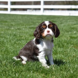 chocolate cavalier puppies