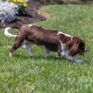 chocolate cavalier puppies for sale