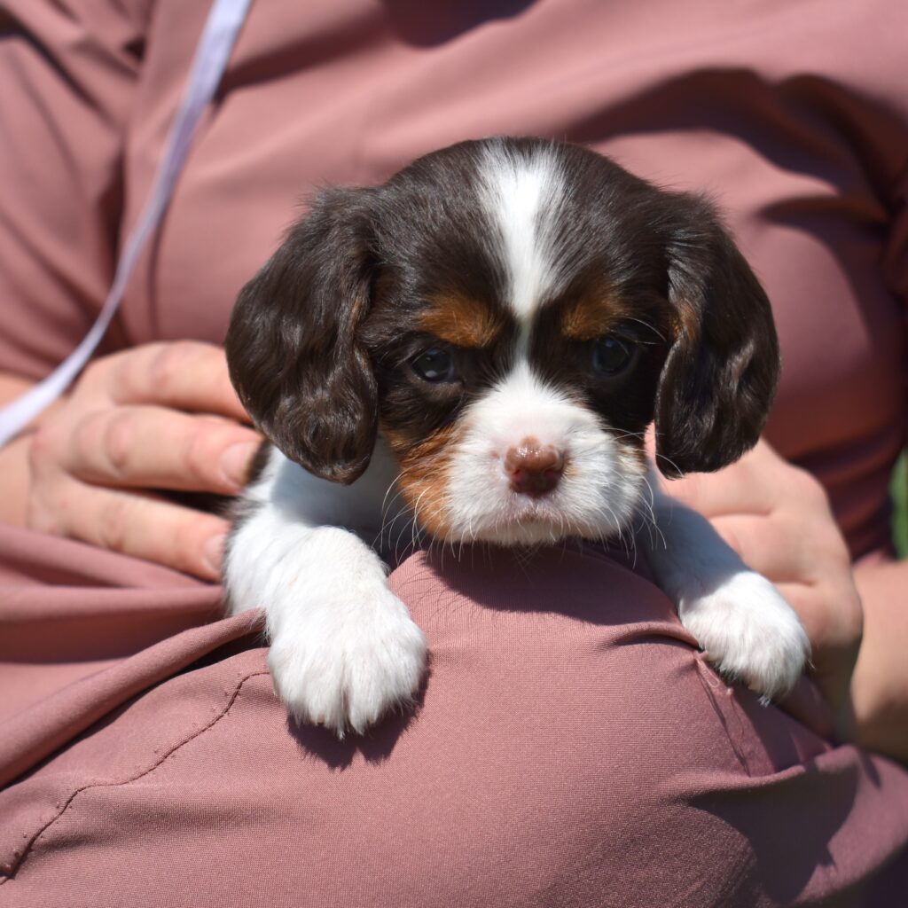 chocolate cavalier puppies for sale