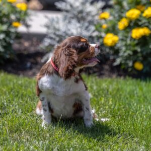 chocolate cavalier puppy