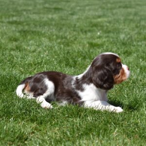 chocolate cavalier puppy