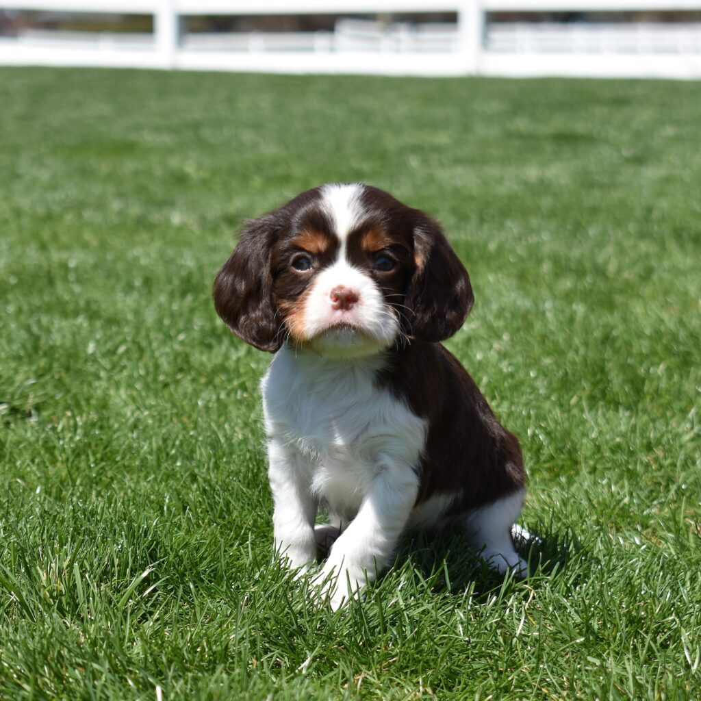 chocolate cavalier puppy for sale